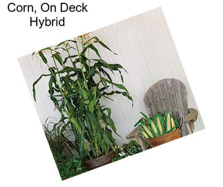 Corn, On Deck Hybrid