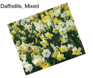 Daffodils, Mixed