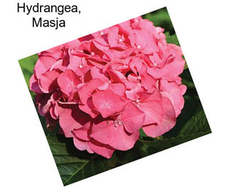 Hydrangea, Masja