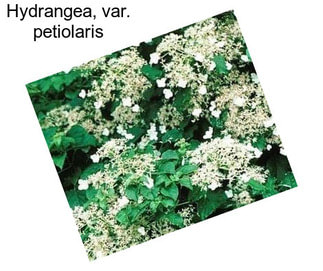 Hydrangea, var. petiolaris