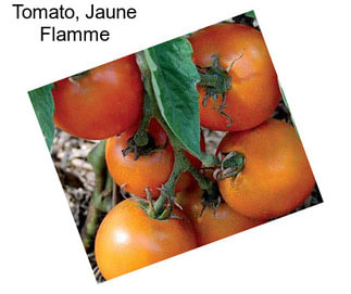 Tomato, Jaune Flamme