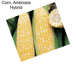 Corn, Ambrosia Hybrid