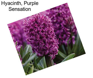 Hyacinth, Purple Sensation
