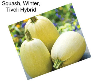 Squash, Winter, Tivoli Hybrid