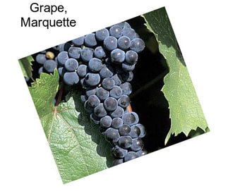 Grape, Marquette