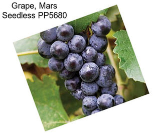 Grape, Mars Seedless PP5680