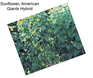 Sunflower, American Giants Hybrid