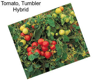 Tomato, Tumbler Hybrid