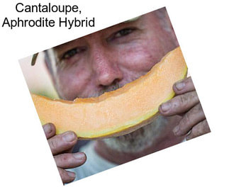 Cantaloupe, Aphrodite Hybrid