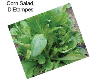 Corn Salad, D\'Etampes