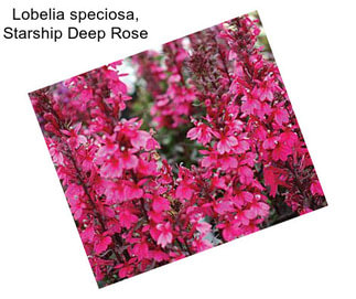 Lobelia speciosa, Starship Deep Rose