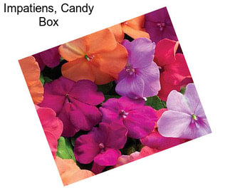 Impatiens, Candy Box