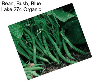 Bean, Bush, Blue Lake 274 Organic