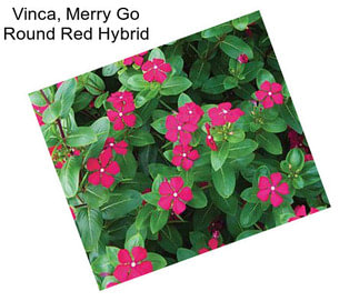 Vinca, Merry Go Round Red Hybrid