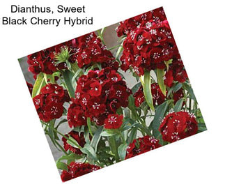 Dianthus, Sweet Black Cherry Hybrid