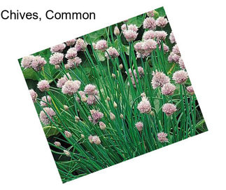 Chives, Common