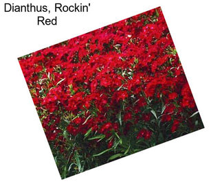 Dianthus, Rockin\' Red