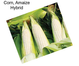 Corn, Amaize Hybrid