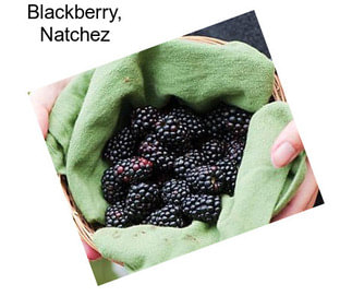 Blackberry, Natchez