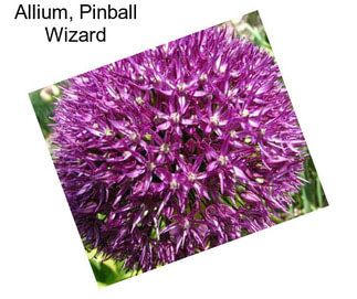 Allium, Pinball Wizard