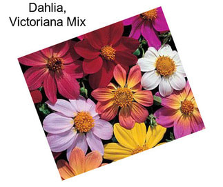 Dahlia, Victoriana Mix