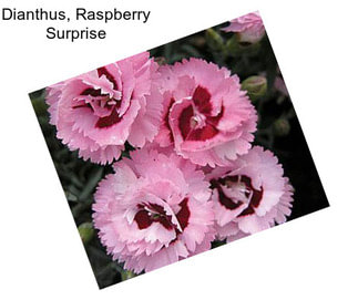 Dianthus, Raspberry Surprise