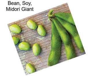 Bean, Soy, Midori Giant