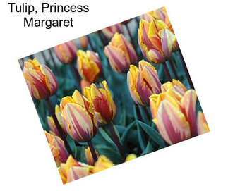 Tulip, Princess Margaret