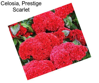 Celosia, Prestige Scarlet