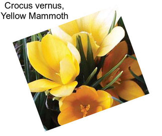 Crocus vernus, Yellow Mammoth