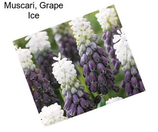 Muscari, Grape Ice