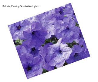 Petunia, Evening Scentsation Hybrid