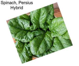 Spinach, Persius Hybrid