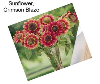 Sunflower, Crimson Blaze