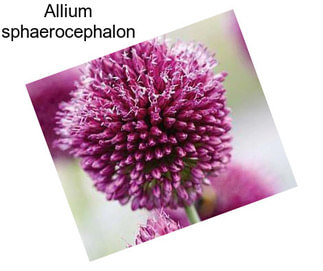 Allium sphaerocephalon