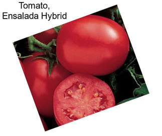 Tomato, Ensalada Hybrid