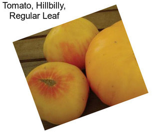 Tomato, Hillbilly, Regular Leaf