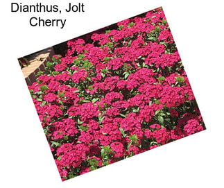 Dianthus, Jolt Cherry
