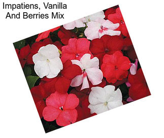 Impatiens, Vanilla And Berries Mix