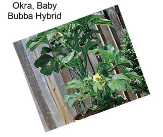 Okra, Baby Bubba Hybrid