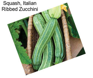 Squash, Italian Ribbed Zucchini