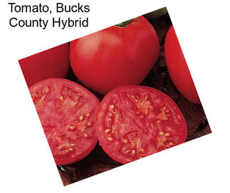 Tomato, Bucks County Hybrid