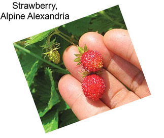 Strawberry, Alpine Alexandria