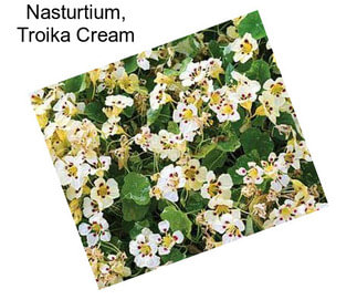 Nasturtium, Troika Cream