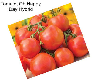 Tomato, Oh Happy Day Hybrid