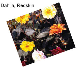 Dahlia, Redskin