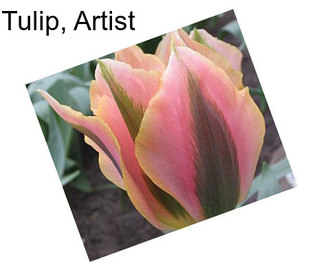 Tulip, Artist