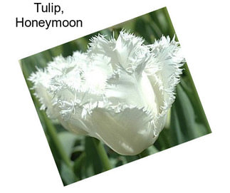 Tulip, Honeymoon