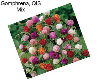 Gomphrena, QIS Mix