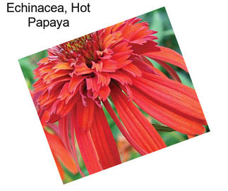 Echinacea, Hot Papaya